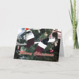 Cartes Pour Fêtes Annuelles Noël aux cochons de Guinée