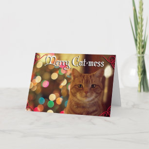 Cartes Pour Fêtes Annuelles Noël avec nos animaux de compagnie Merry Cat mess