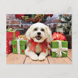 Cartes Pour Fêtes Annuelles Noël - Bichon X - Bella