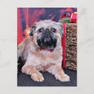 Cartes Pour Fêtes Annuelles Noël - Bruxelles Griffon - Oliver