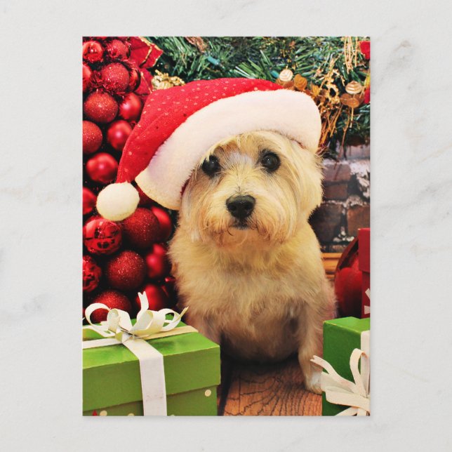 Cartes Pour Fêtes Annuelles Noël - cairn Terrier - Roxy (Devant)