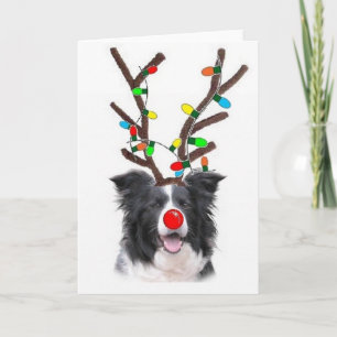 Cartes Pour Fêtes Annuelles Noël Card~Rudolph de border collie