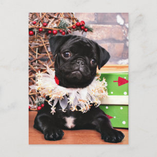 Cartes Pour Fêtes Annuelles Noël - Carlin - Daisy Mae
