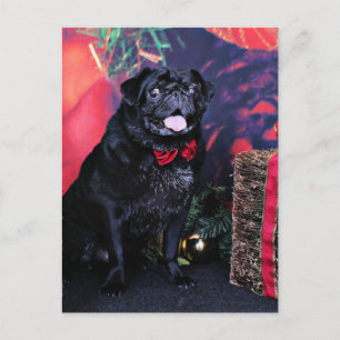 Cartes Pour Fêtes Annuelles Noël - Carlin - Little Moe