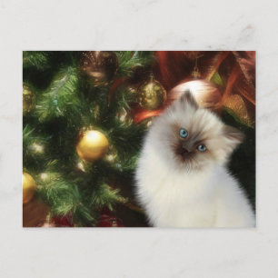 Cartes Pour Fêtes Annuelles Noël chaton de l'Himalaya