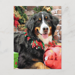 Cartes Pour Fêtes Annuelles Noël - chien de montagne de Bernese - Chloe