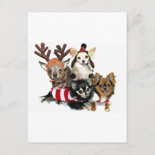 Cartes Pour Fêtes Annuelles Noël Chihuahuas