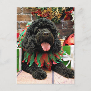 Cartes Pour Fêtes Annuelles Noël - Cockapoo - Sophie