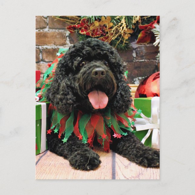Cartes Pour Fêtes Annuelles Noël - Cockapoo - Sophie (Devant)