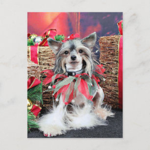 Cartes Pour Fêtes Annuelles Noël - crêté chinois - Sheeba