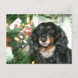 Cartes Pour Fêtes Annuelles Noël Dachshund