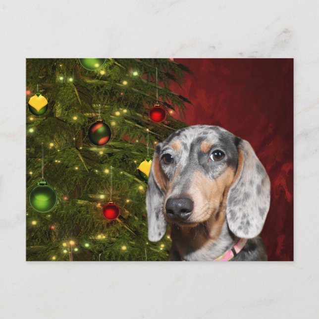 Cartes Pour Fêtes Annuelles Noël Dachshund applaudi (Devant)