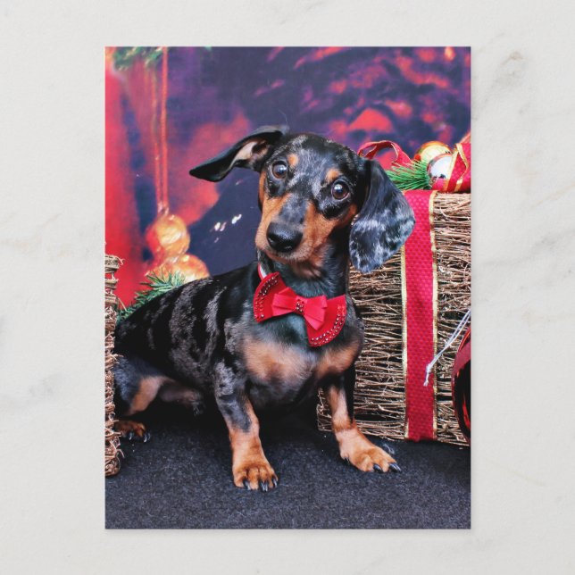 Cartes Pour Fêtes Annuelles Noël - Dachshund - Buddy (Devant)