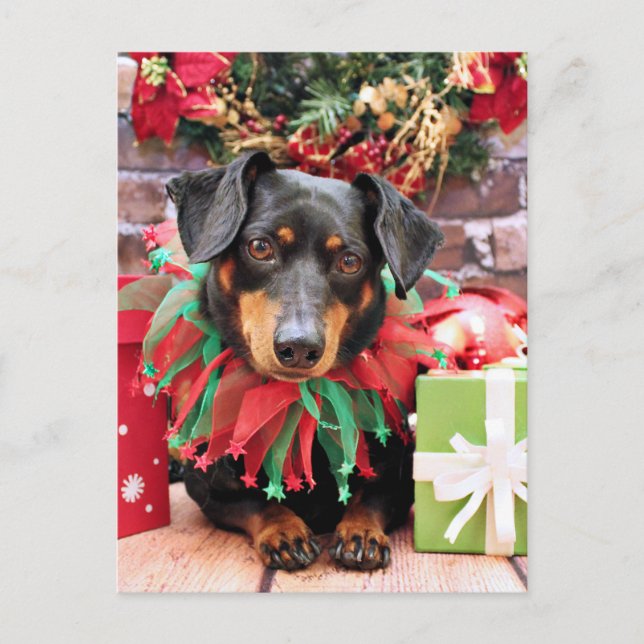 Cartes Pour Fêtes Annuelles Noël - Dachshund - Tanner (Devant)