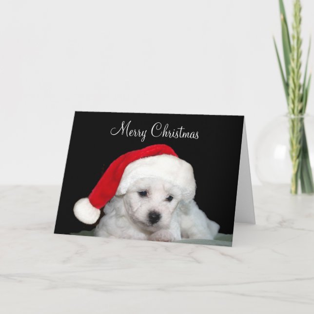 Cartes Pour Fêtes Annuelles Noël de Bichon Frise (Devant)