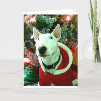 Cartes Pour Fêtes Annuelles Noël de bull-terrier
