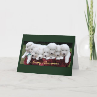 Cartes Pour Fêtes Annuelles Noël de chiots de Samoyed (4 semaines de)