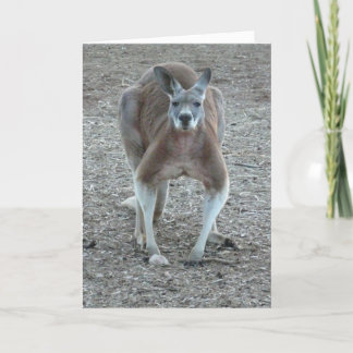 Cartes Pour Fêtes Annuelles Noël de kangourou