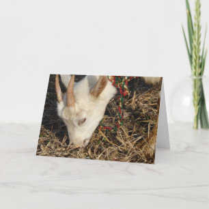Cartes Pour Fêtes Annuelles Noël de la chèvre Saanen