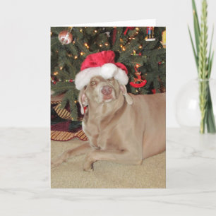 Cartes Pour Fêtes Annuelles Noël de la pluie - Weimaraner Dog Christmas Card