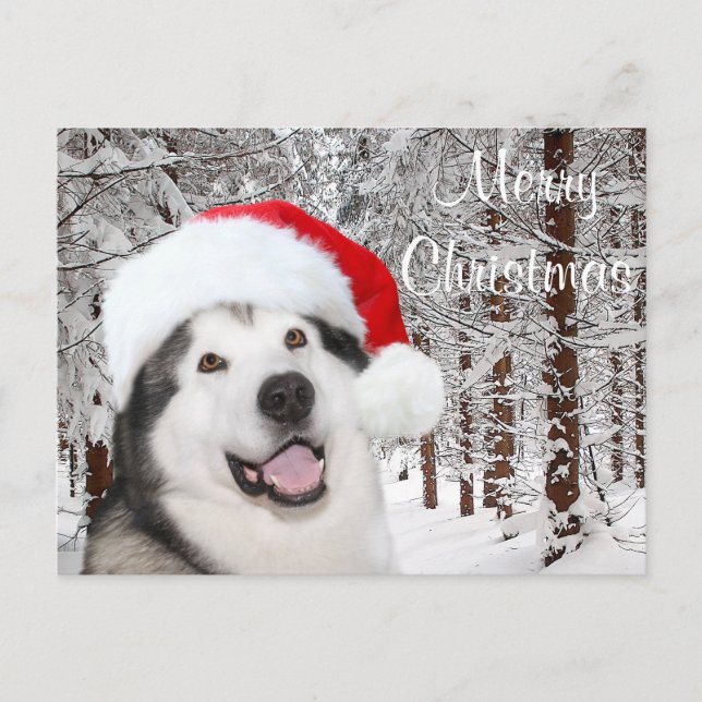 Cartes Pour Fêtes Annuelles Noël de Malamute en Alaska (Devant)