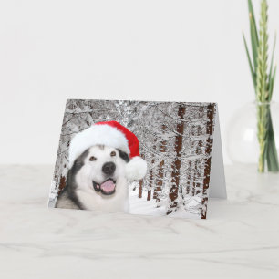 Cartes Pour Fêtes Annuelles Noël de Malamute en Alaska