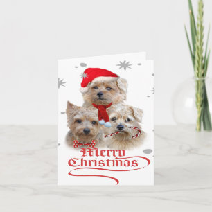 Cartes Pour Fêtes Annuelles Noël de Norwich Terrier
