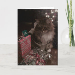 Cartes Pour Fêtes Annuelles Noël de ragondin du Maine