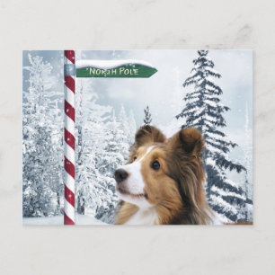 Cartes Pour Fêtes Annuelles Noël de Sheltie