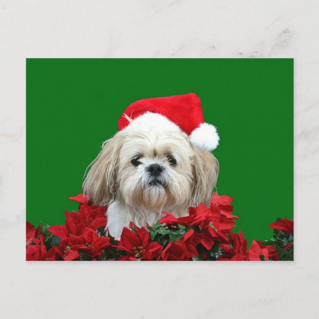 Cartes Pour Fêtes Annuelles Noël de Shih Tzu (Devant)