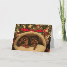 Noël de Yorkie
