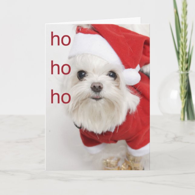 Cartes Pour Fêtes Annuelles Noël des chiots maltais de Père Noël (Devant)
