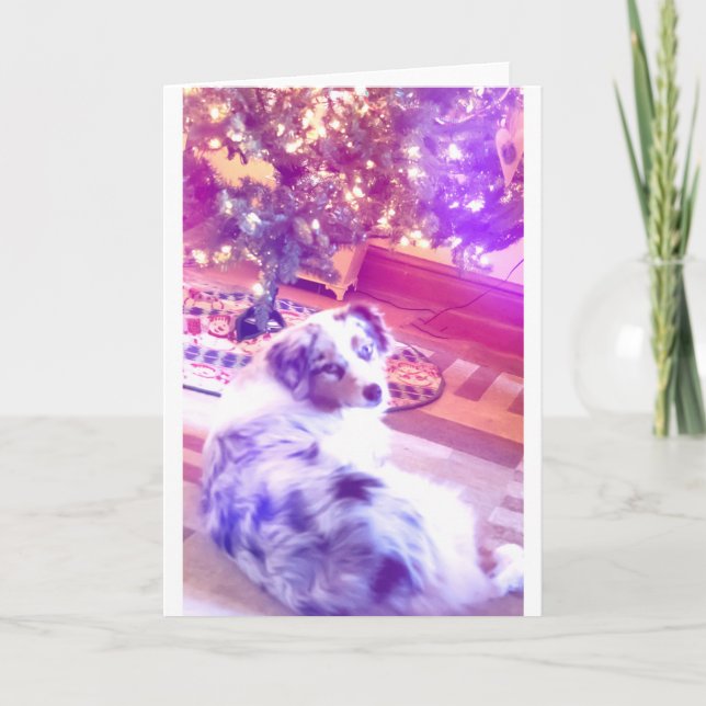 Cartes Pour Fêtes Annuelles Noël du berger australien (Devant)