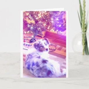 Cartes Pour Fêtes Annuelles Noël du berger australien