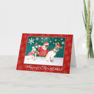 Cartes Pour Fêtes Annuelles Noël du carlin trois