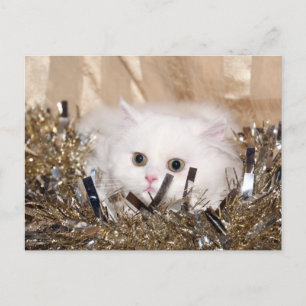 Cartes Pour Fêtes Annuelles Noël du chat perse blanc