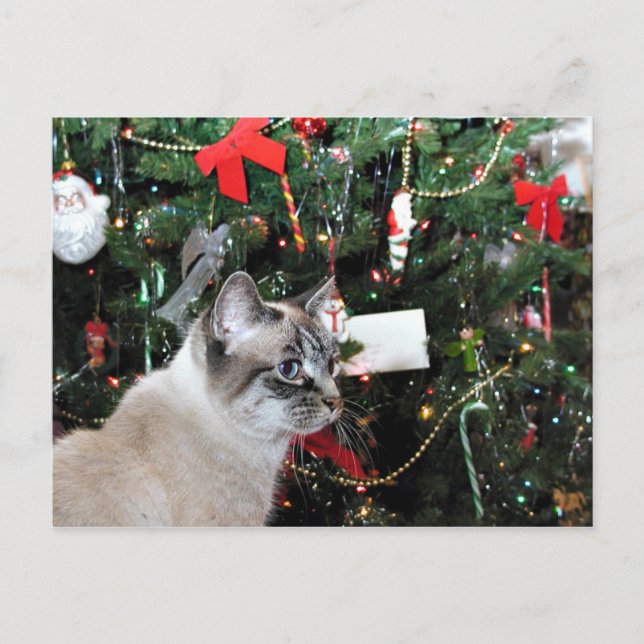 Cartes Pour Fêtes Annuelles Noël du chat siamois (Devant)