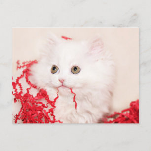 Cartes Pour Fêtes Annuelles Noël du chaton perse