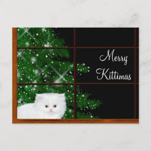Cartes Pour Fêtes Annuelles Noël du chaton perse blanc