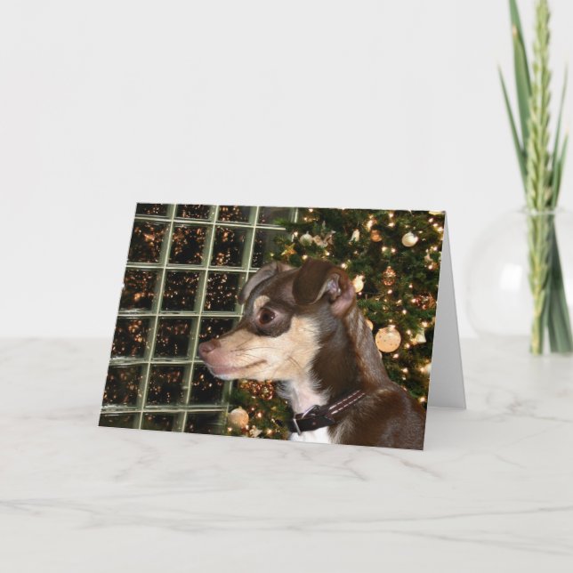 Cartes Pour Fêtes Annuelles Noël du Chihuahua (Devant)