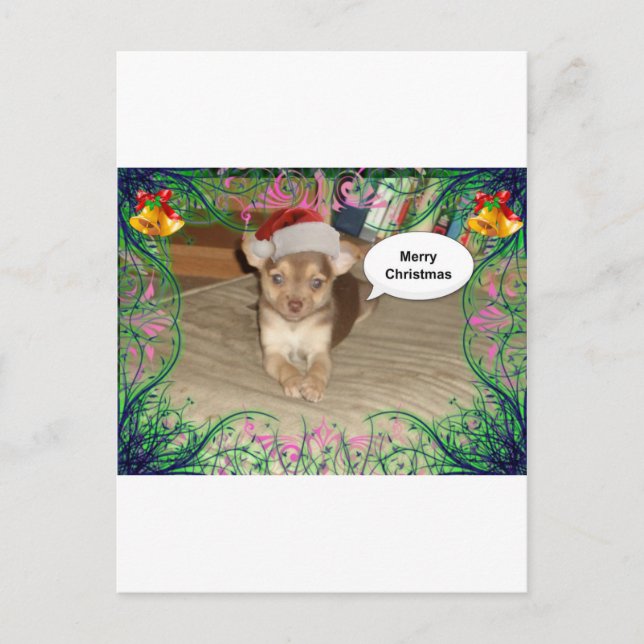 Cartes Pour Fêtes Annuelles Noël du Chihuahua (Devant)