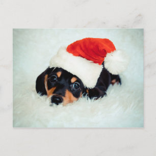 Cartes Pour Fêtes Annuelles Noël du chiot Dachshund