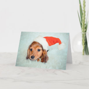 Cartes Pour Fêtes Annuelles Noël du chiot Dachshund