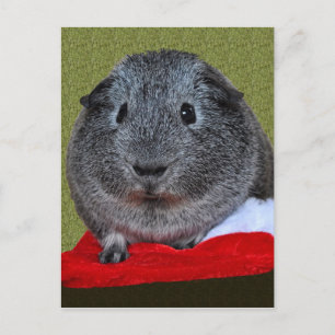 Cartes Pour Fêtes Annuelles Noël du cochon de Guinée