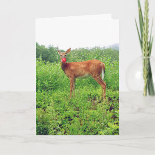 Cartes Pour Fêtes Annuelles Noël en juillet