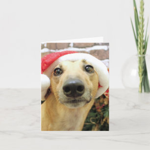 Cartes Pour Fêtes Annuelles Noël - Greyhound - Pena
