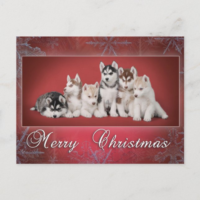 Cartes Pour Fêtes Annuelles Noël Husky (Devant)