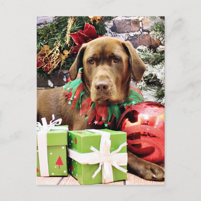Cartes Pour Fêtes Annuelles Noël - Labrador au chocolat - Zena (Devant)