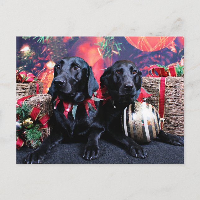 Cartes Pour Fêtes Annuelles Noël - Labrador - Banjo et Boomer (Devant)