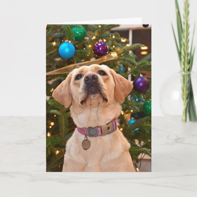 Cartes Pour Fêtes Annuelles Noël Labrador Retriers Holiday (Devant)